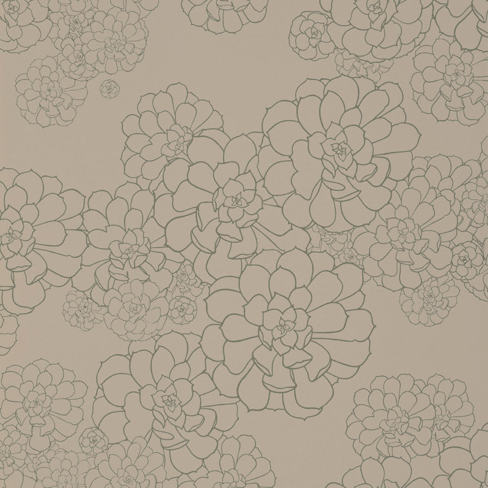 Paint & Paper Library Aeonium Cotton wallpaper swatch